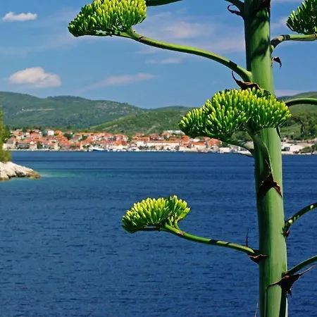 Rosa Apartmans N.5 Vela Luka
